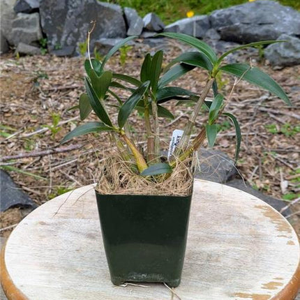 Dendrobium kingianum