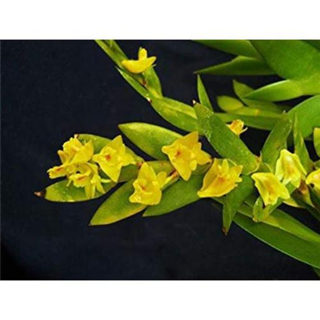Dendrobium anceps - Orchids for the People