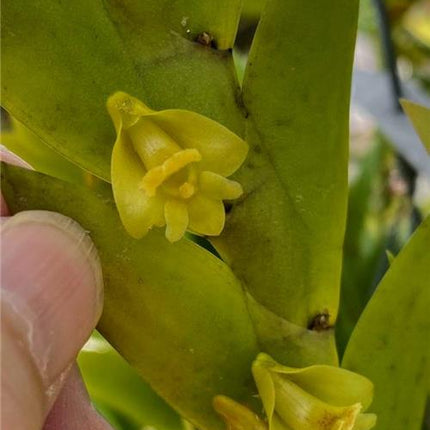 Dendrobium anceps