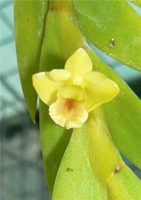 Dendrobium anceps