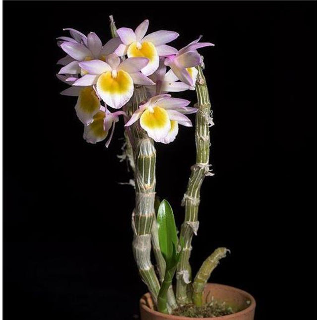 Dendrobium crepidatum v assam (011169) - Orchids for the People