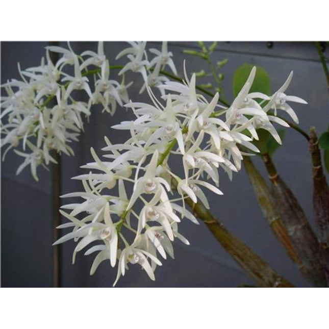 Dendrobium jonesii - Orchids for the People