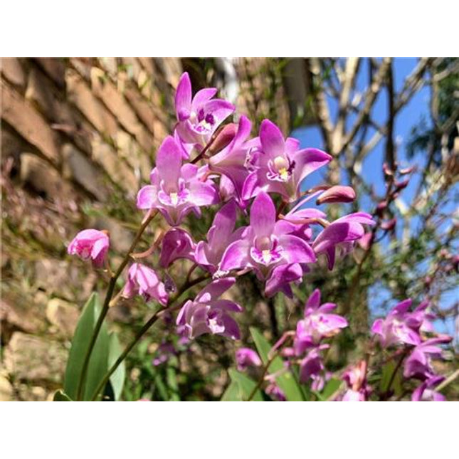 Dendrobium kingianum - Orchids for the People