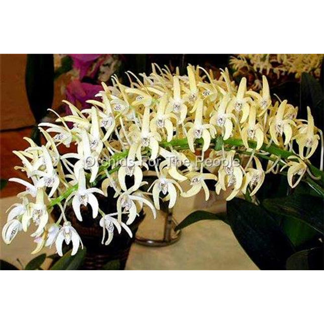 Dendrobium speciosum - Orchids for the People