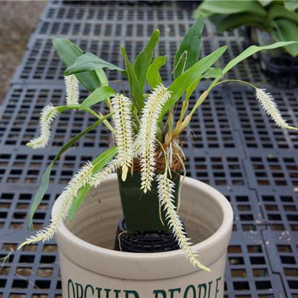 Dendrochilum glumaceum