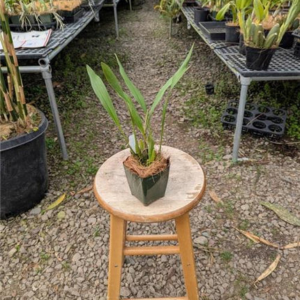 Dendrochilum glumaceum