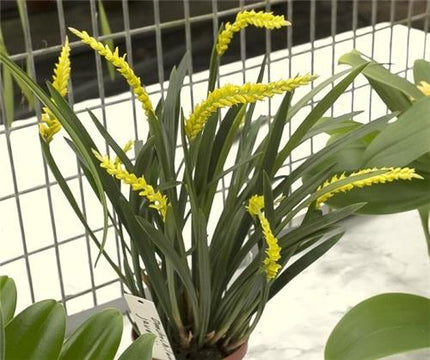 Dendrochilum javieriense