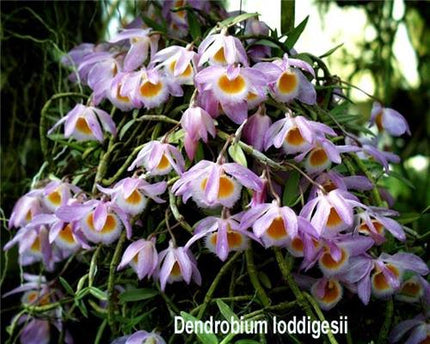 Dendrobium loddigesii