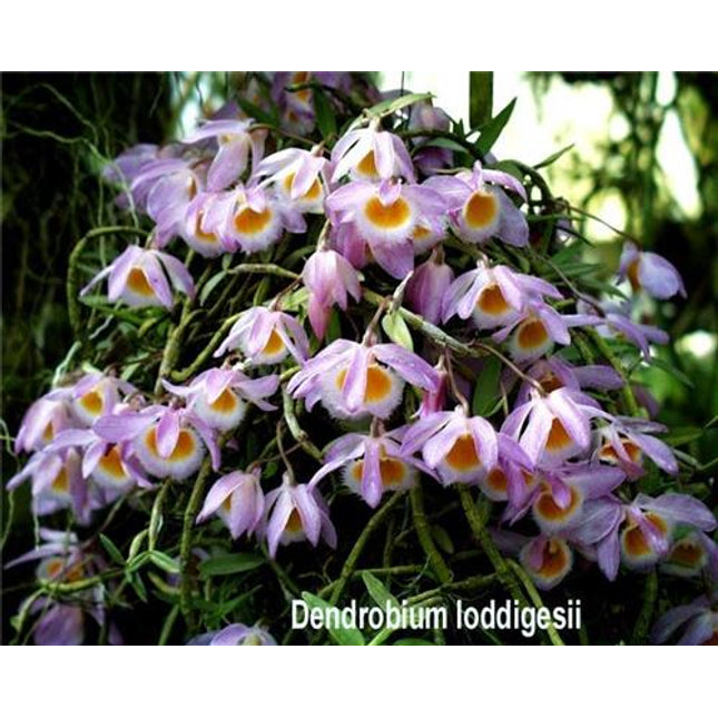 Dendrobium loddigesii - Orchids for the People