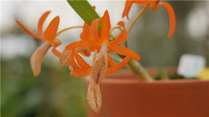 Dendrobium unicum