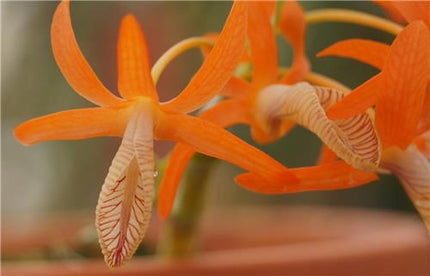 Dendrobium unicum