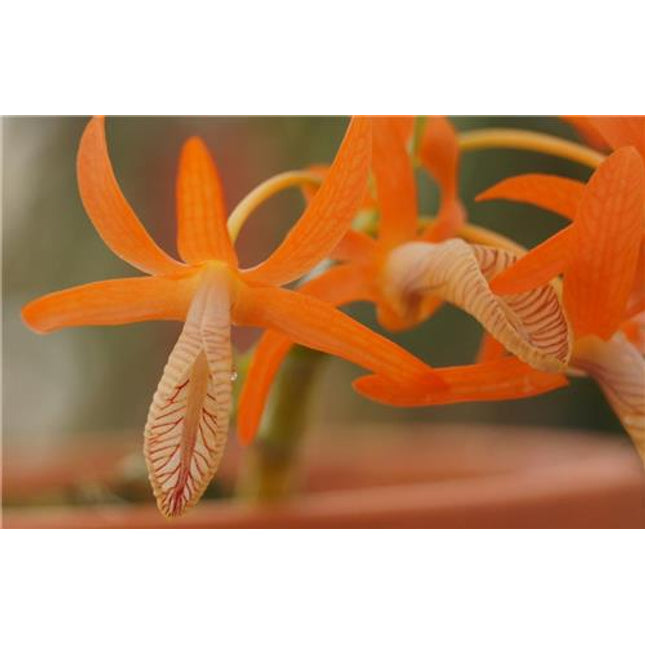 Dendrobium unicum - Orchids for the People