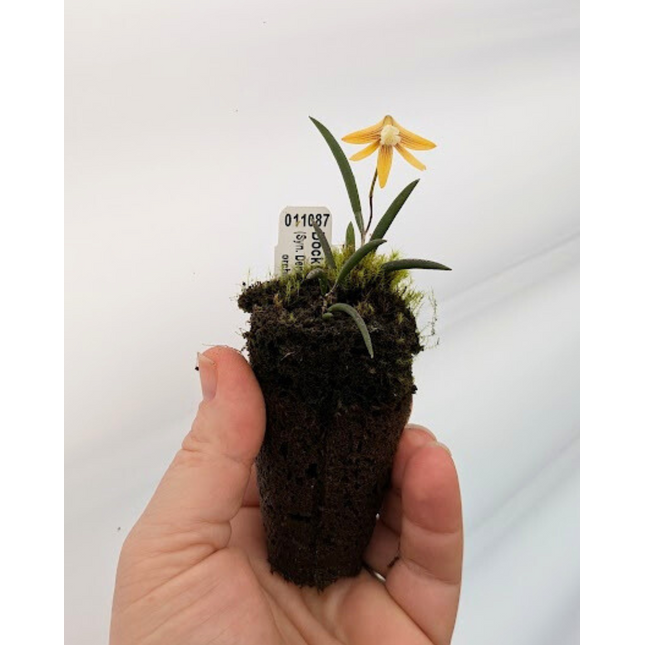 Dockrillia striolata (011087) - Orchids for the People