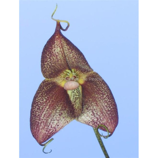 Dracula Jake Sprankle - Orchids for the People