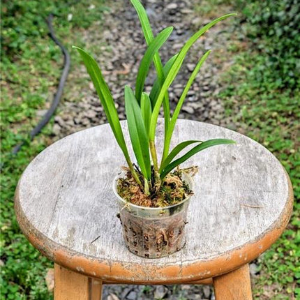 Dracula amaliae - Orchids for the People