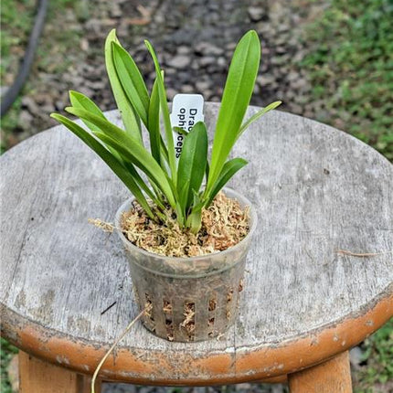 Dracula ophioceps - Orchids for the People