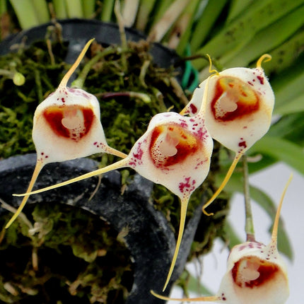 Close-up of a unique orchid with white petals and red centers on a blurred green background.