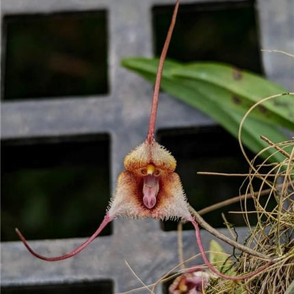 Dracula posadorum - Orchids for the People