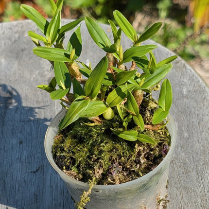 Encyclia polybulbon 'Qball' HCC/AOS - Orchids for the People