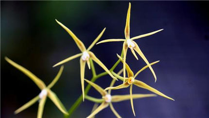 Encyclia rhynchophora - Orchids for the People