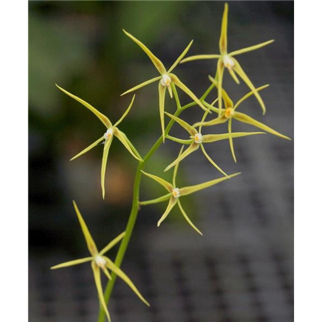 Encyclia rhynchophora - Orchids for the People