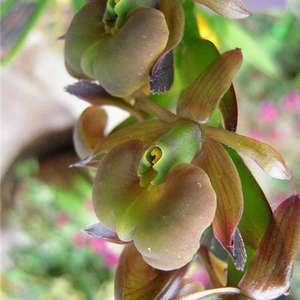 Epidendrum coriifolium - Orchids for the People