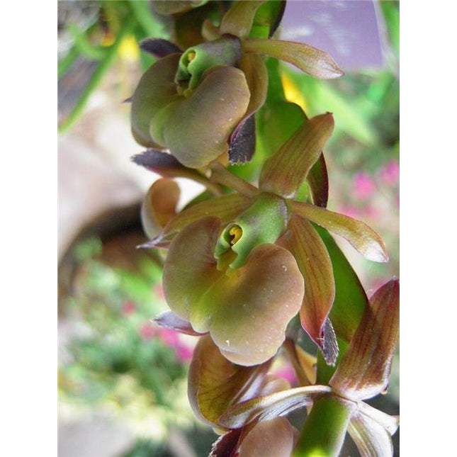 Epidendrum coriifolium - Orchids for the People