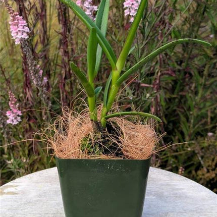 Epidendrum coriifolium - Orchids for the People