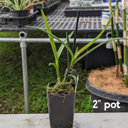 Epidendrum coriifolium x Encyclia cordigera (01227) - Orchids for the People