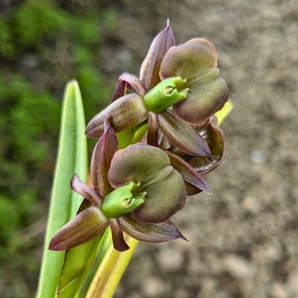 Epidendrum coriifolium x Encyclia cordigera (01227) - Orchids for the People