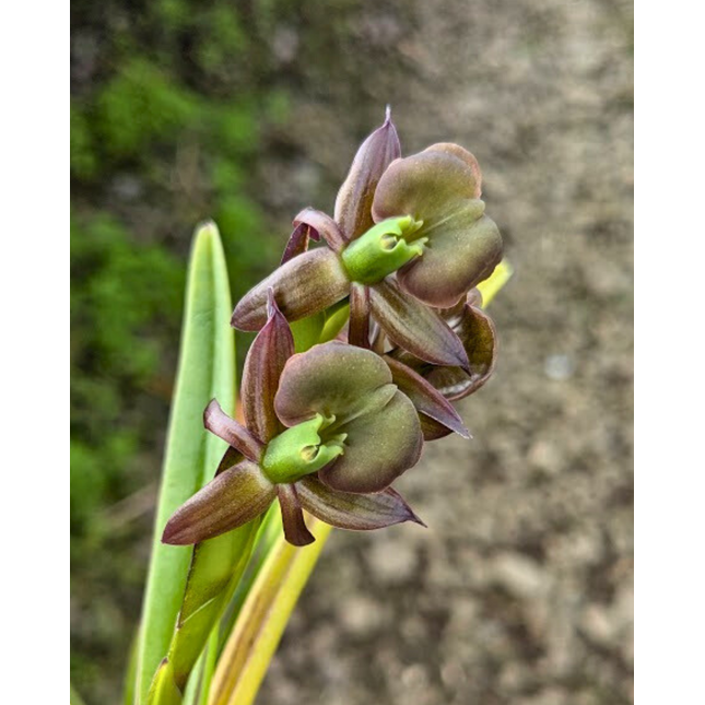 Epidendrum coriifolium x Encyclia cordigera (01227) - Orchids for the People