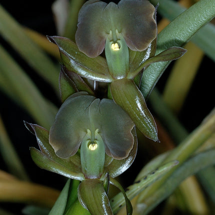 Epidendrum coriifolium (011097) - Orchids for the People