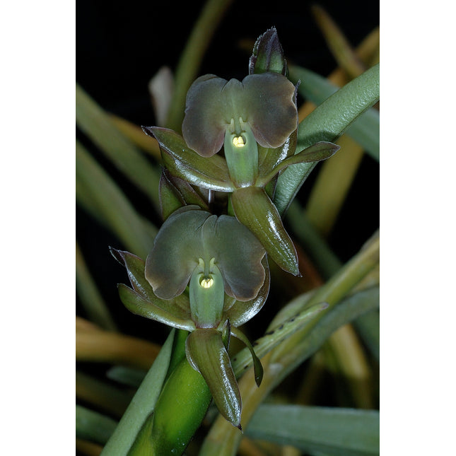 Epidendrum coriifolium (011097) - Orchids for the People