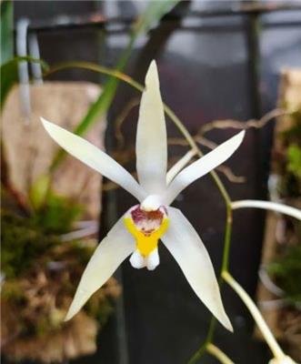 Epigeneium triflorum - Orchids for the People