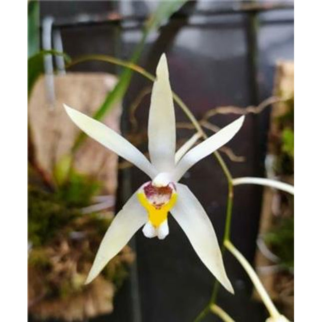 Epigeneium triflorum - Orchids for the People