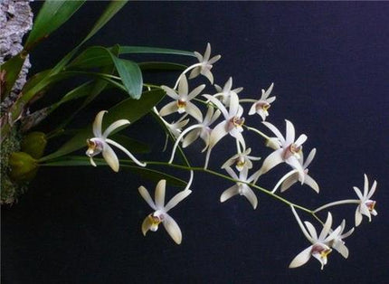 Epigeneium triflorum - Orchids for the People