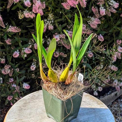 Epigeneium triflorum - Orchids for the People