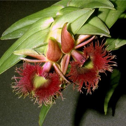 Epidendrum medusae - Orchids for the People