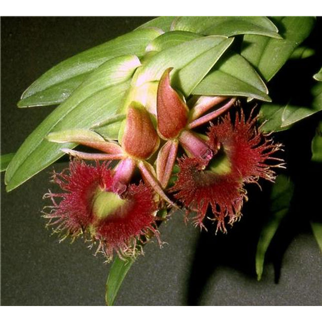 Epidendrum medusae - Orchids for the People