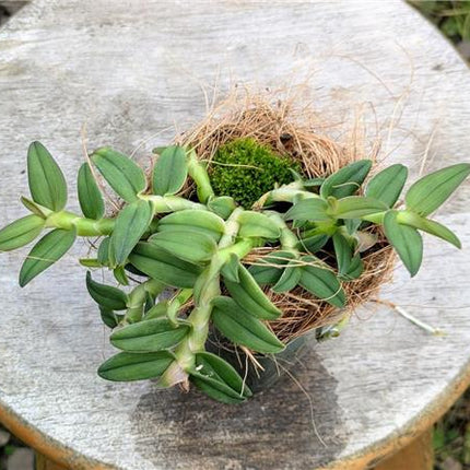 Epidendrum Panama Ruby