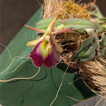 Epidendrum Panama Ruby