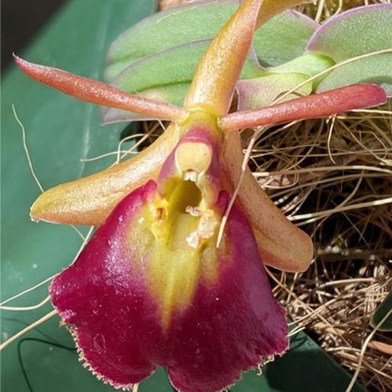 Epidendrum Panama Ruby