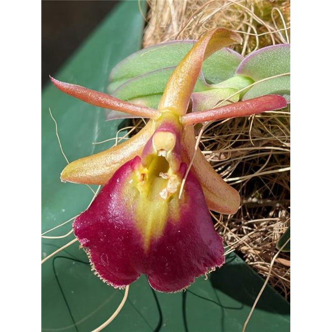 Epidendrum Panama Ruby