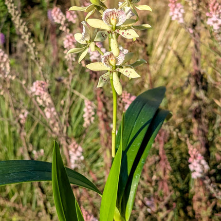 Anacheilium (gilbertoi x radiatum)