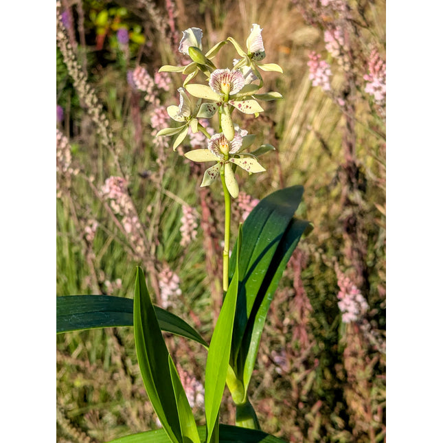 Anacheilium (gilbertoi x radiatum) - Orchids for the People