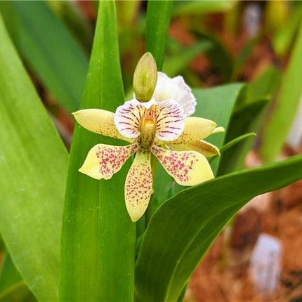 Anacheilium (gilbertoi x radiatum) - Orchids for the People