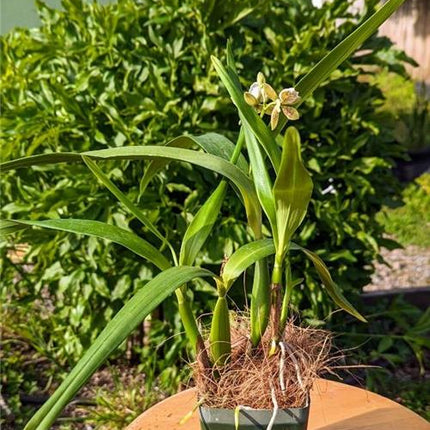 Anacheilium (gilbertoi x radiatum) - Orchids for the People