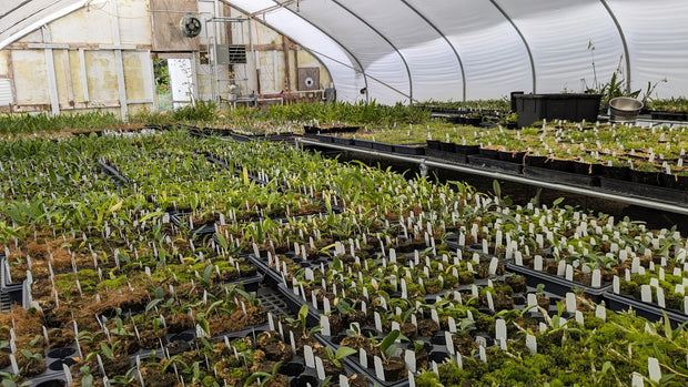 New! Wholesale and Volume Pricing Collection