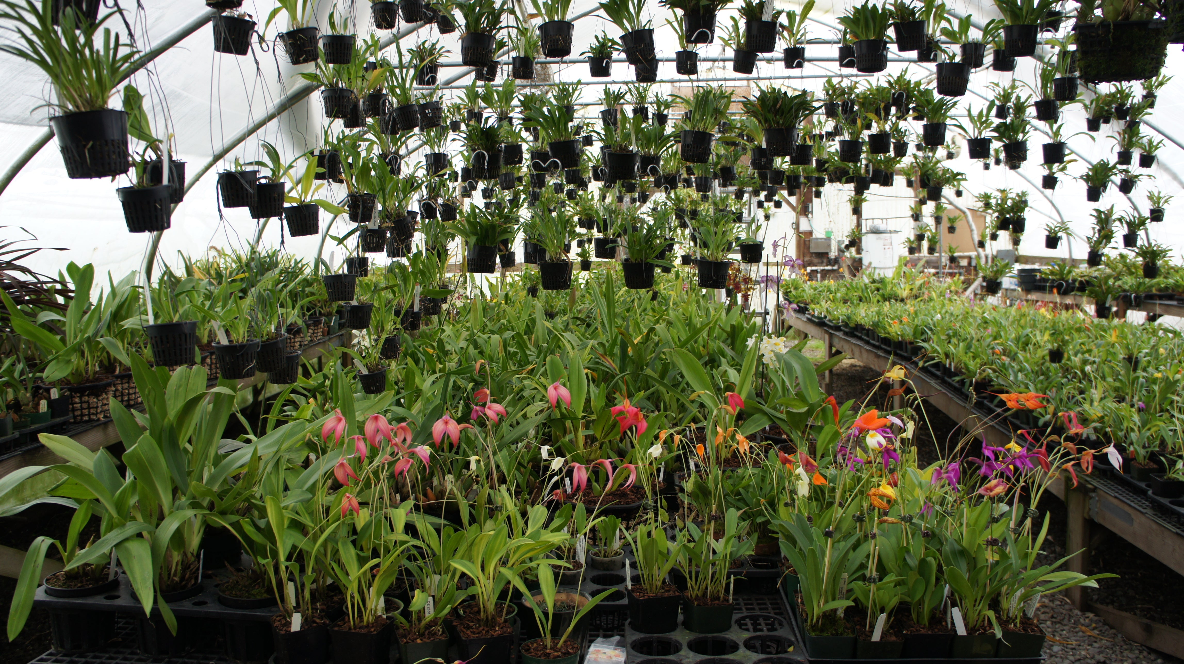 Orchid nursery deals