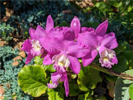Cattleya harrisoniana x Panarica prismatocarpa